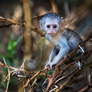 Vervet, Kenya