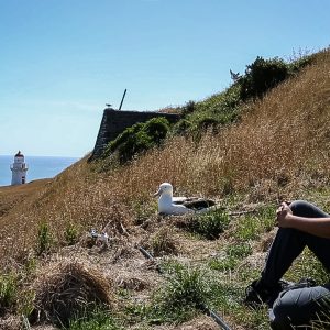 Le bonheur... un moment zen avec un albatros royal du Nord à Ta