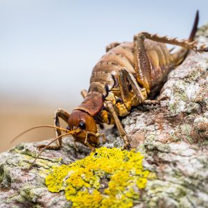 Weta géant de Cook Strait : tout doux et pacifique, il ne vole pas et ne saute pas. Très rare et menacé.