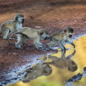 Vervets, Tanzanie