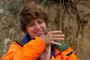 Weta géant de Cook Strait : elle est toute douce