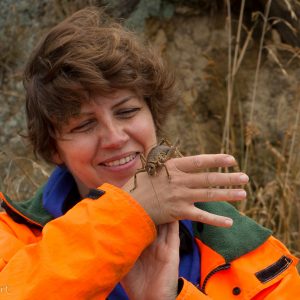 Weta géant de Cook Strait : elle est toute douce