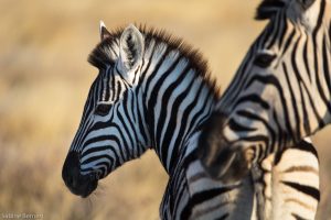 Zebre de Burchell, Namibie