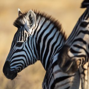 Zebre de Burchell, Namibie