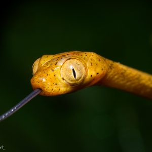 Serpent Imantodes inornatus