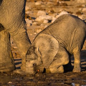 Elephanteau de savane Afrique Namibie