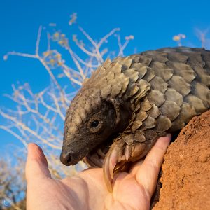 Bébé pangolin en Namibie : son espèce est malheureusement l'une des plus braconnées au monde