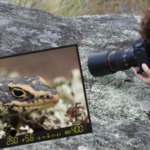 Sabine rencontre un Oligosoma otagense en Nouvelle-Zélande