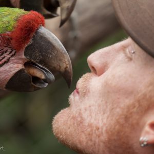 Chris Castles, The Ara Project, Costa Rica