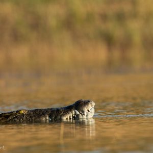 Sourire de Crocodile au Zimbabwe