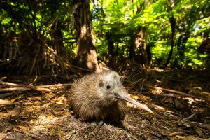 Kiwi Rowi, Nouvelle-Zélande