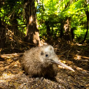 Kiwi Rowi, Nouvelle-Zélande