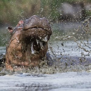 Hippopotame pas ravi, Kenya