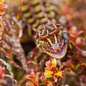 Gecko arlequin : impresssionant mais pacifique, Nouvelle-Zélande