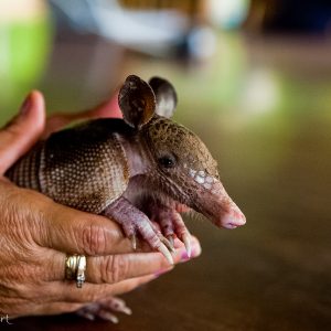 Bébé tatou au Costa Rica