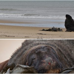 Sabine rencontre les lions de mer de Nouvelle-Zélande