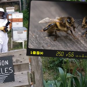 Aux Jardins du Ruisseau, Paris, discussion entre abeilles