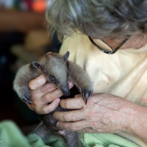 Osa Wildlife Sanctuary Carol Crews Costa Rica