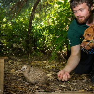 Iain Graham et le chien ranger Rein relachant un Kiwi rowi juven