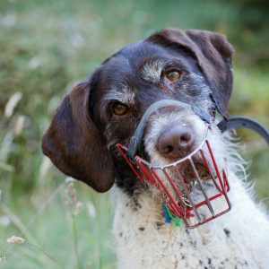 Tea, chien ranger New Zealand Department of Conservation