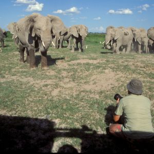 Michel en discussion avec une troupe d'éléphants