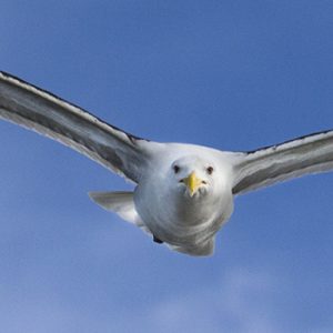 Albatros en vol, Nouvelle-Zélande - BERNERT