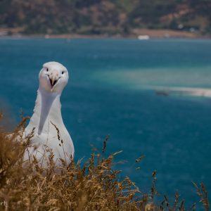 Albatros royal du Nord sur la colonie de Taiara Head, Nouvelle-Zélande