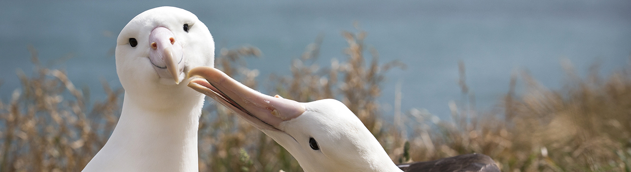 Couple d'Albatros royaux du Nord