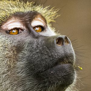 Babouin jaune, Tanzanie, Afrique