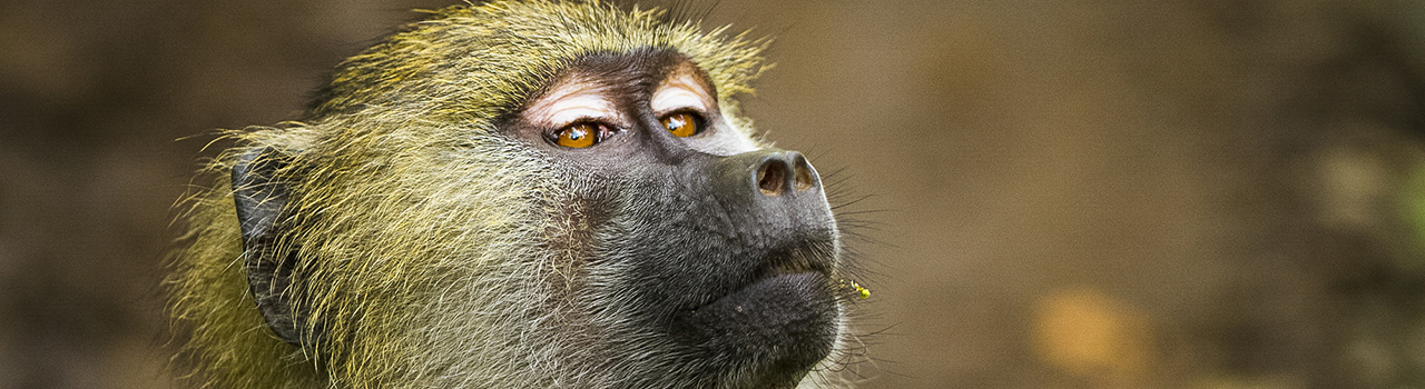 Babouin jaune, Tanzanie, Afrique