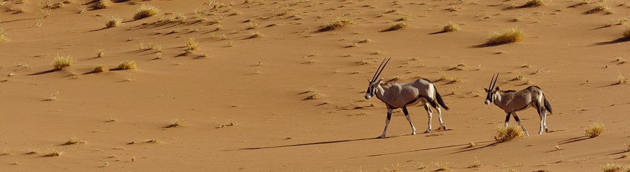 Deux oryx marchant dans le désert de Namibie