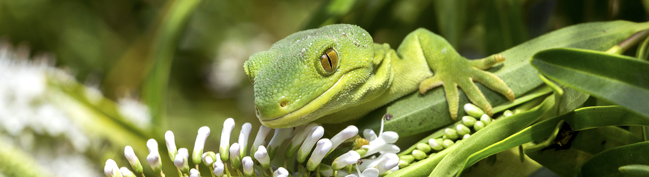 Gecko Naultinus manukanus, Marlborough green gecko sur une branche Nouvelle-Zélande