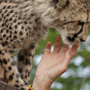 Dr Laurie Marker, Cheetah Conservation Fund, Namibie