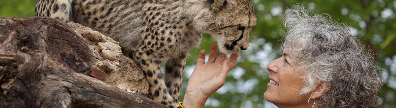 Dr Laurie Marker, Cheetah Conservation Fund, Namibie