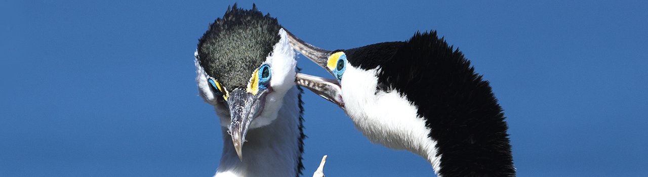 couple de cormoran varié, Nouvelle-Zélande