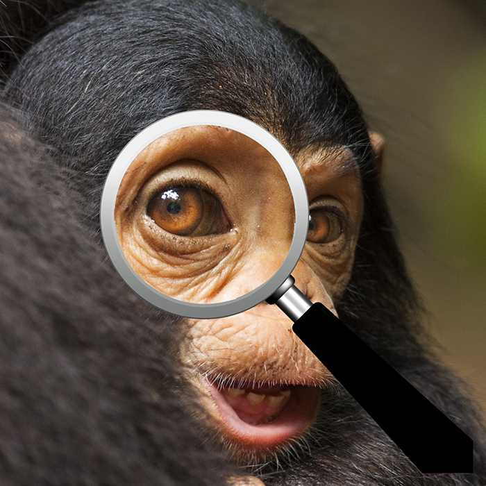 Portrait de jeune chimpanze sauvage dans la foret de Mahale
