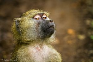 Babouin jaune, Tanzanie, Afrique