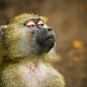 Babouin jaune, Tanzanie, Afrique