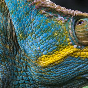 Caméléon Calumma parsonii, Madagascar