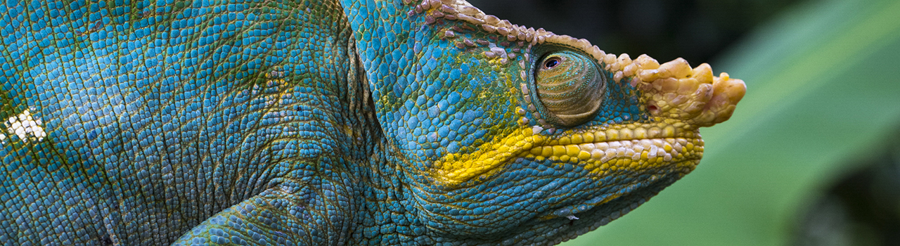 Caméléon Calumma parsonii, Madagascar