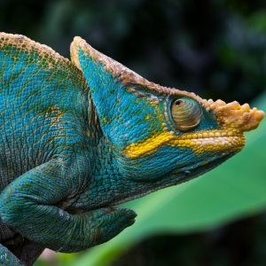 Caméléon Calumma parsonii, Madagascar