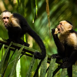 Capucins moines, Costa Rica