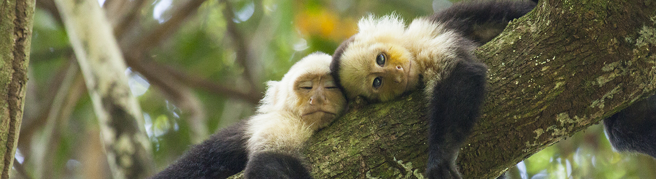 Jzunes Capucin moine sur une branche faisant la sieste, Costa Rica