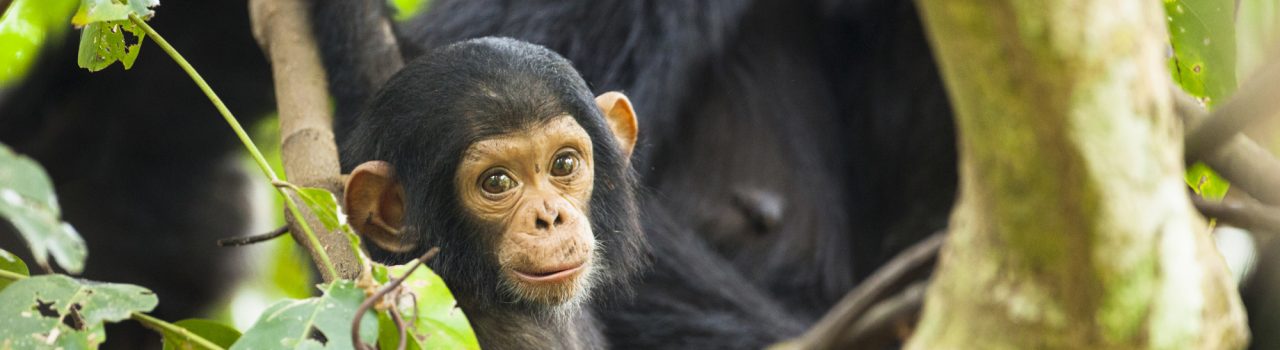 Jeune chimpanze commun sauvage en Tanzanie