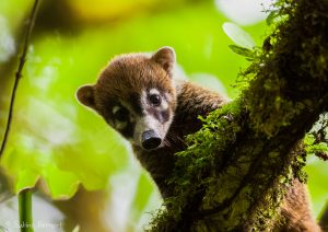 Coati à Nez Blanc, Costa Rica