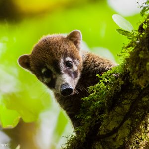 Coati à Nez Blanc, Costa Rica