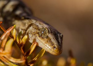Gecko commun, Nouvelle-Zélande