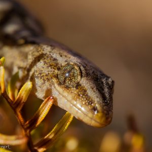 Gecko commun, Nouvelle-Zélande