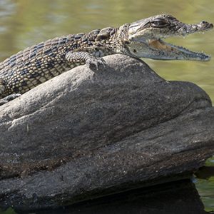 Bébé crocodile sur un rocher