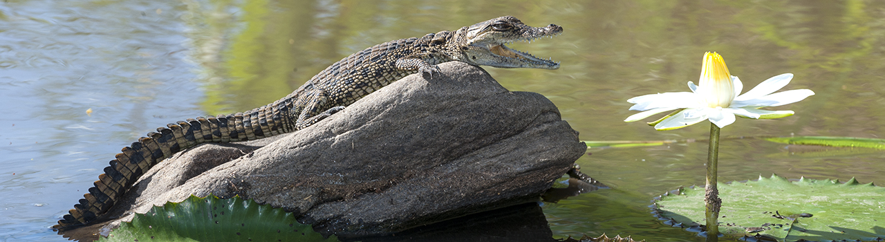 Bébé crocodile sur un rocher